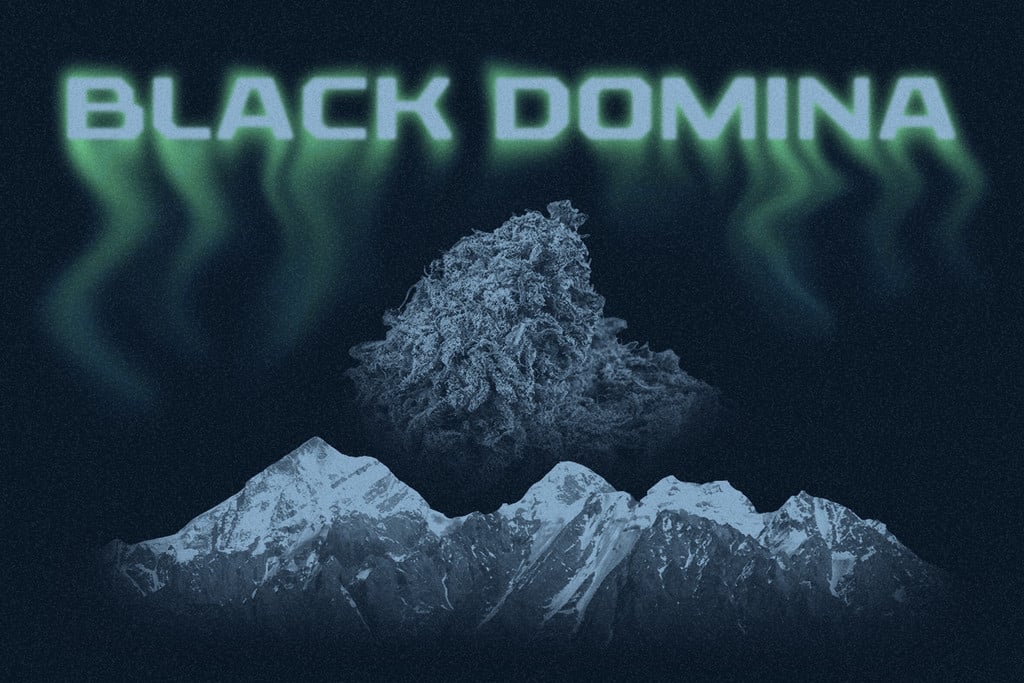 Black Domina: Un membro della famiglia reale delle indica