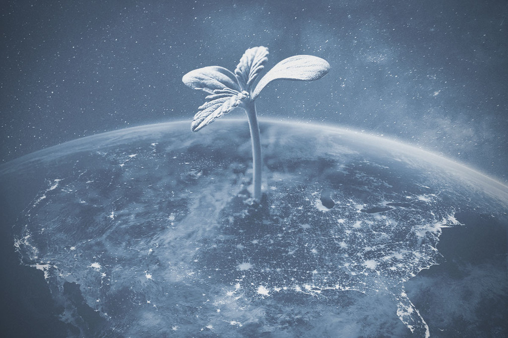 È legale coltivare cannabis negli USA nel 2025?