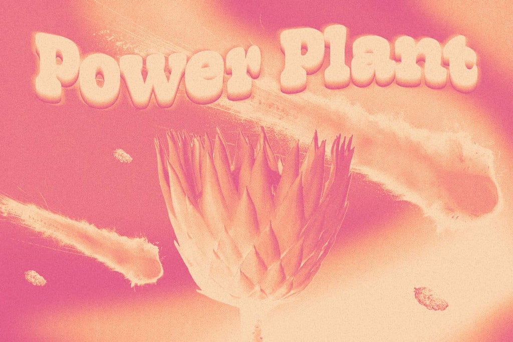 Varietà di cannabis Power Plant