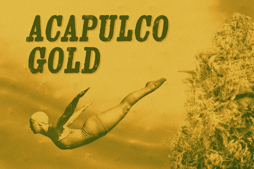 Varietà Acapulco Gold