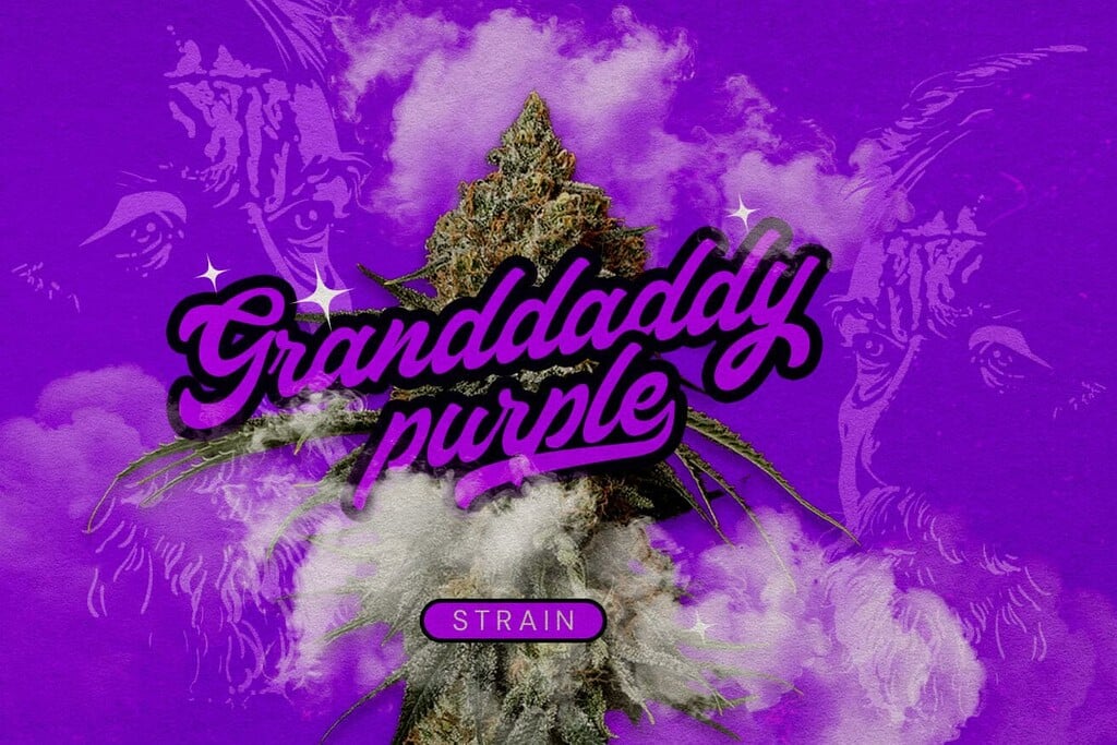 Varietà Granddaddy Purp: La regina della cannabis viola