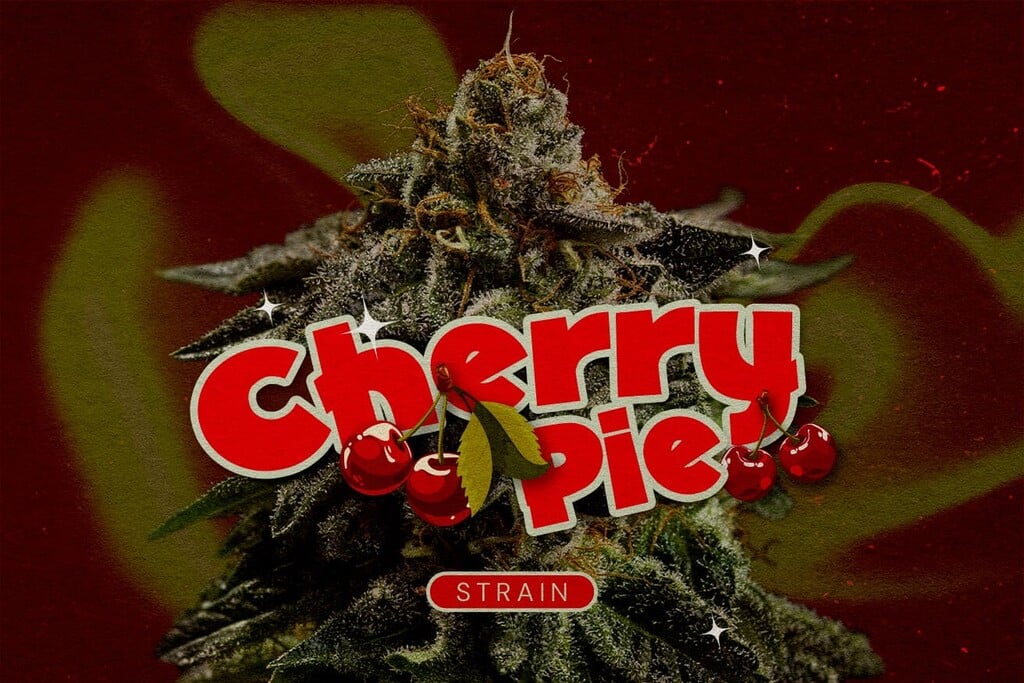 Varietà di cannabis Cherry Pie: Fruttata, potente ed energizzante