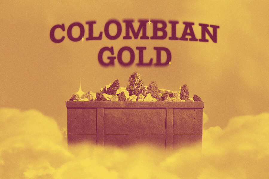 Colombian Gold: Il punto di riferimento per la cannabis autoctona