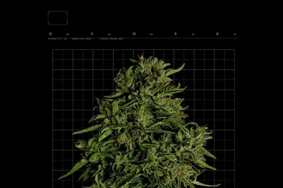Quanto è lunga la fase di fioritura della cannabis?