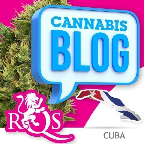 Cannabis a Cuba
