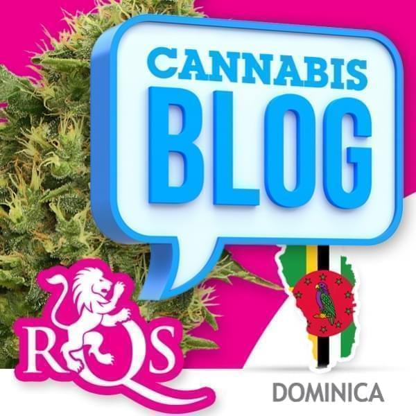 La cannabis in Dominica