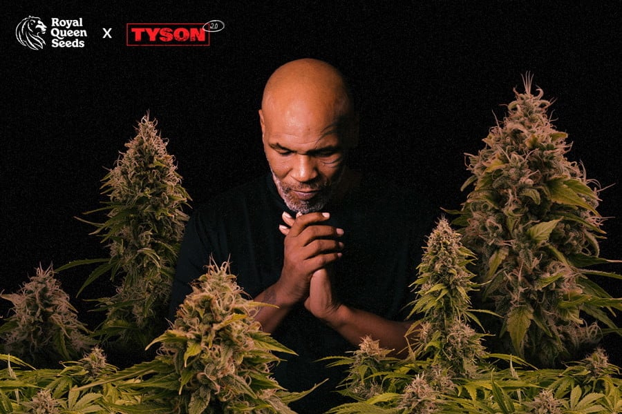 Royal Queen Seeds × Tyson: Una collaborazione esplosiva