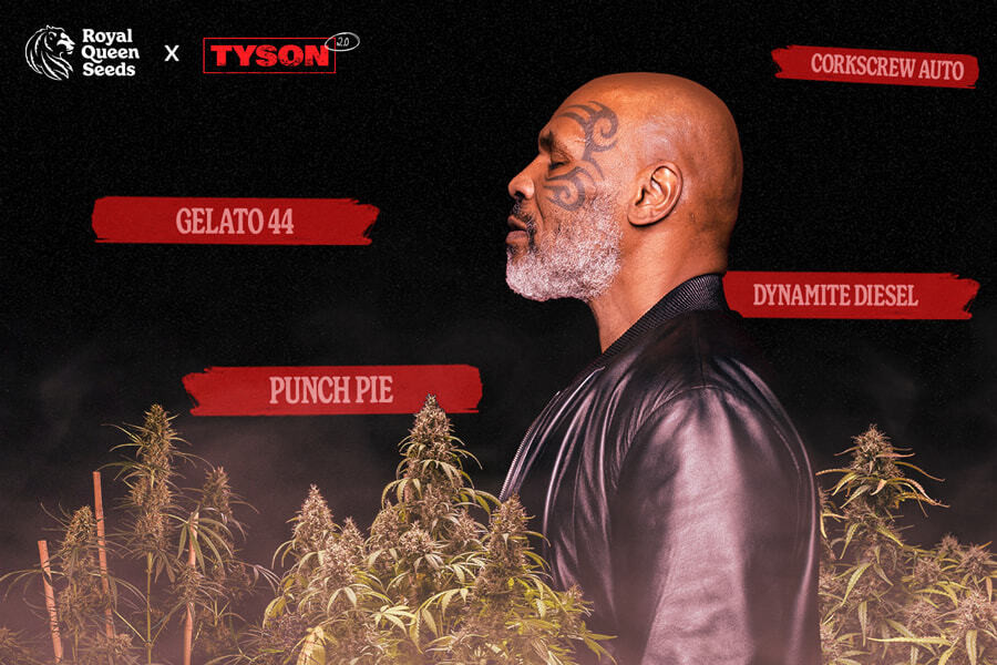 Tyson 2.0 x RQS: Ti presentiamo le varietà della nostra collaborazione