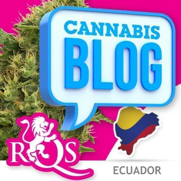 La cannabis in Ecuador