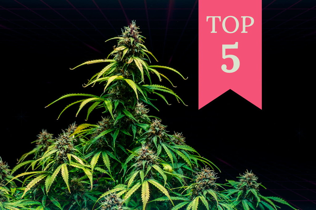 Le migliori varietà di cannabis per giocare ai videogiochi