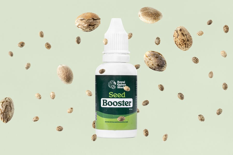 Come usare il Cannabis Seed Booster per la germinazione