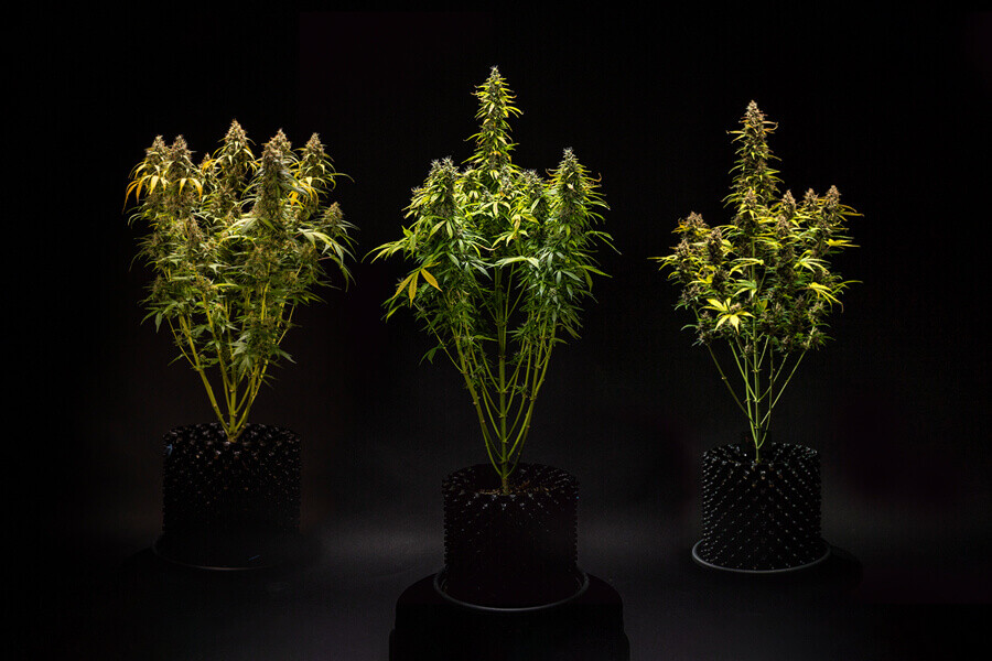 Che altezza possono raggiungere le varietà autofiorenti?