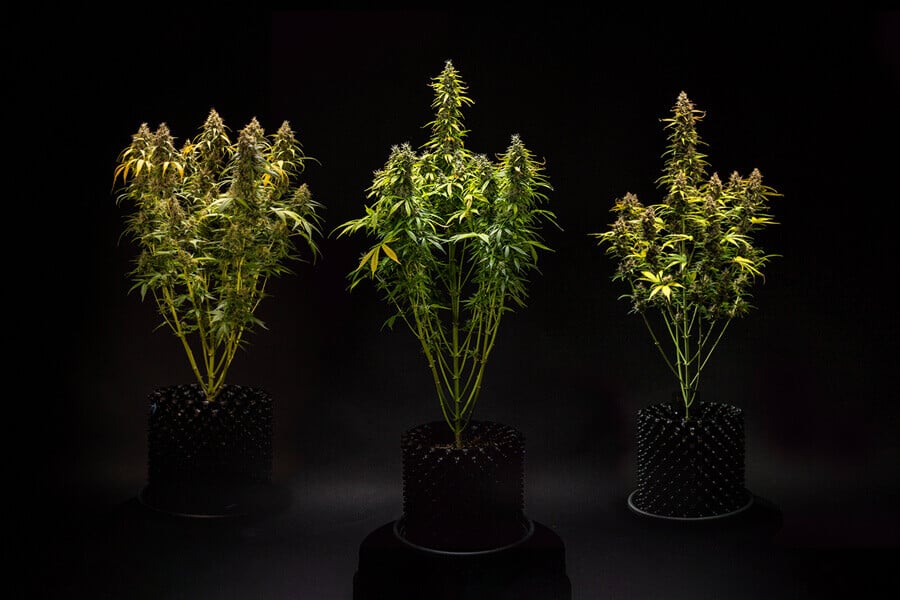 Che altezza possono raggiungere le varietà autofiorenti?