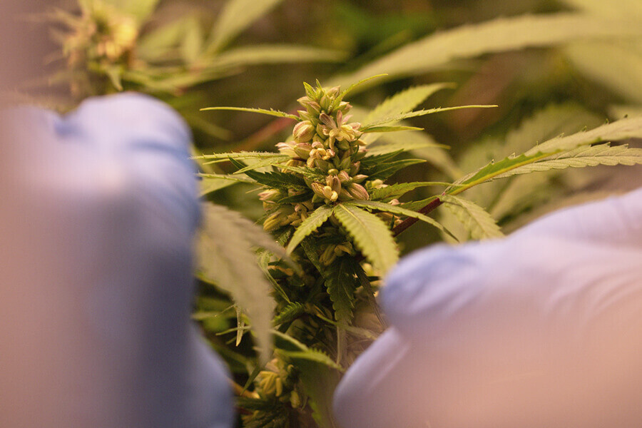 Impara a riconoscere il sesso delle piante di cannabis