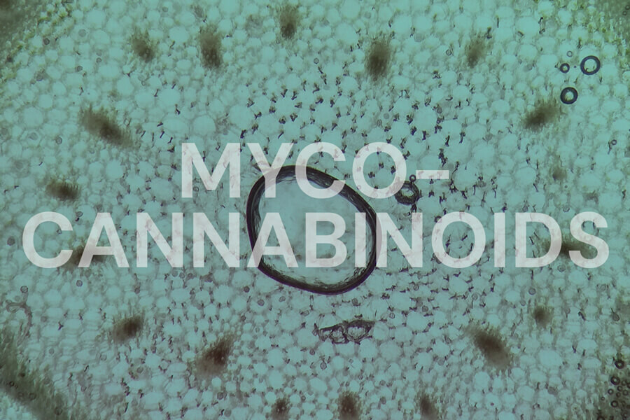 Micocannabinoidi: I funghi possono agire sul sistema endocannabinoide?