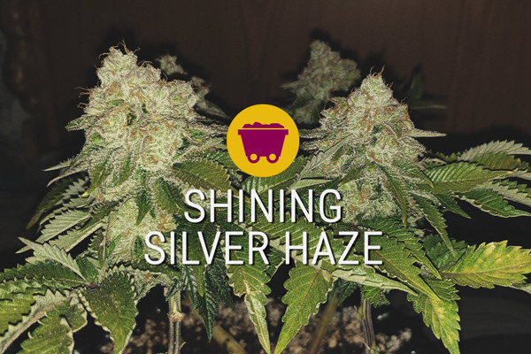 Shining Silver Haze: la Nuova Generazione delle Sativa