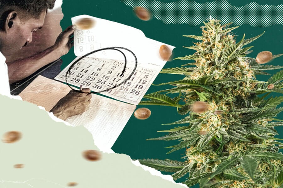 Green Wednesday 2025 - Il Black Friday della Cannabis