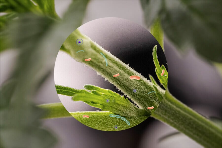Endofiti della cannabis: Il microbioma della pianta di marijuana