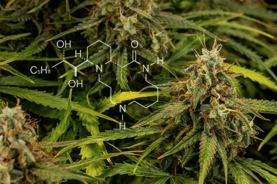 Chimica della cannabis: Tutto sugli alcaloidi