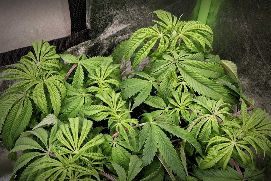 Sovraconcimazione della cannabis: Come identificarla e risolverla