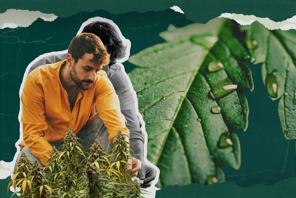 Cos'è la guttazione della cannabis? Tutto quello che c'è da sapere