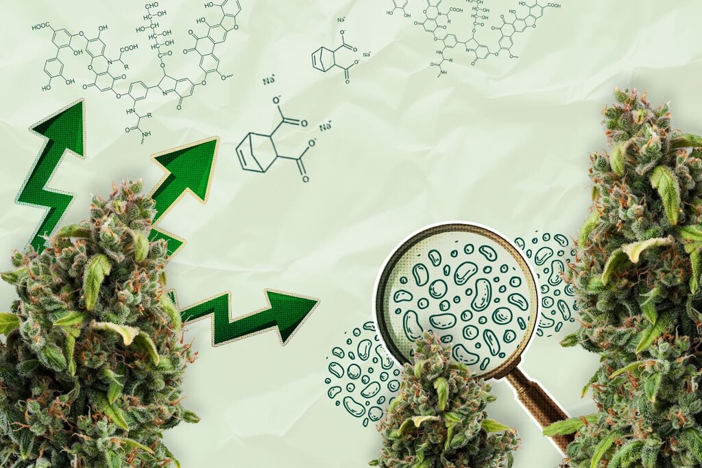 Acidi organici: Il futuro dei biostimolanti per la cannabis?