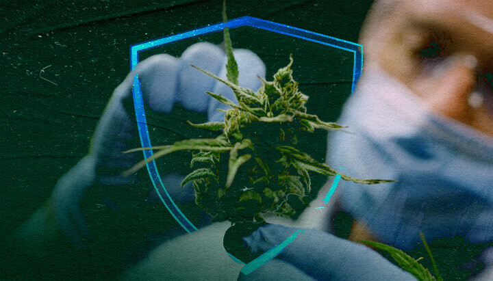 Estratti di cannabis: Il futuro dei fungicidi biologici?