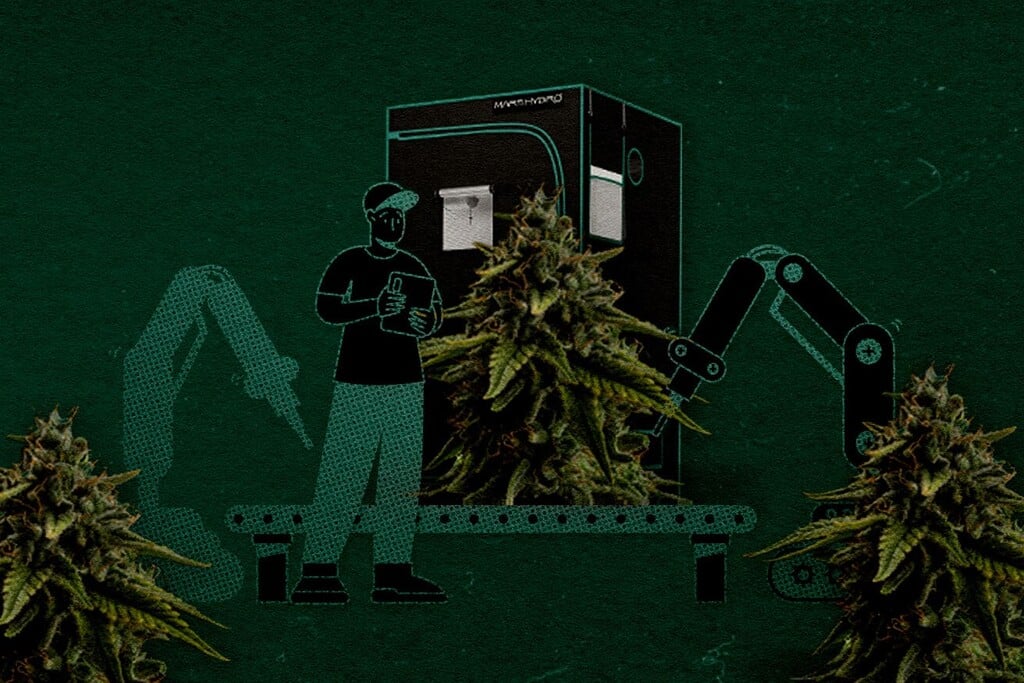 Come allestire un grow box da 120 × 120 cm: Numero di piante e come massimizzare la resa