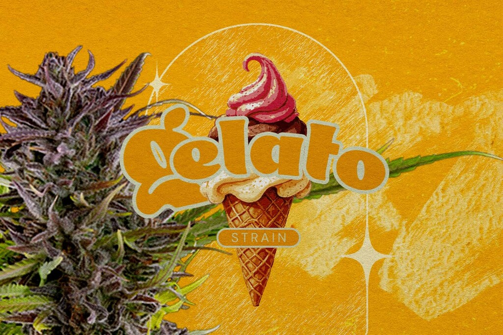 Recensione della varietà Gelato: Sapori, effetti, livelli di THC ed altro