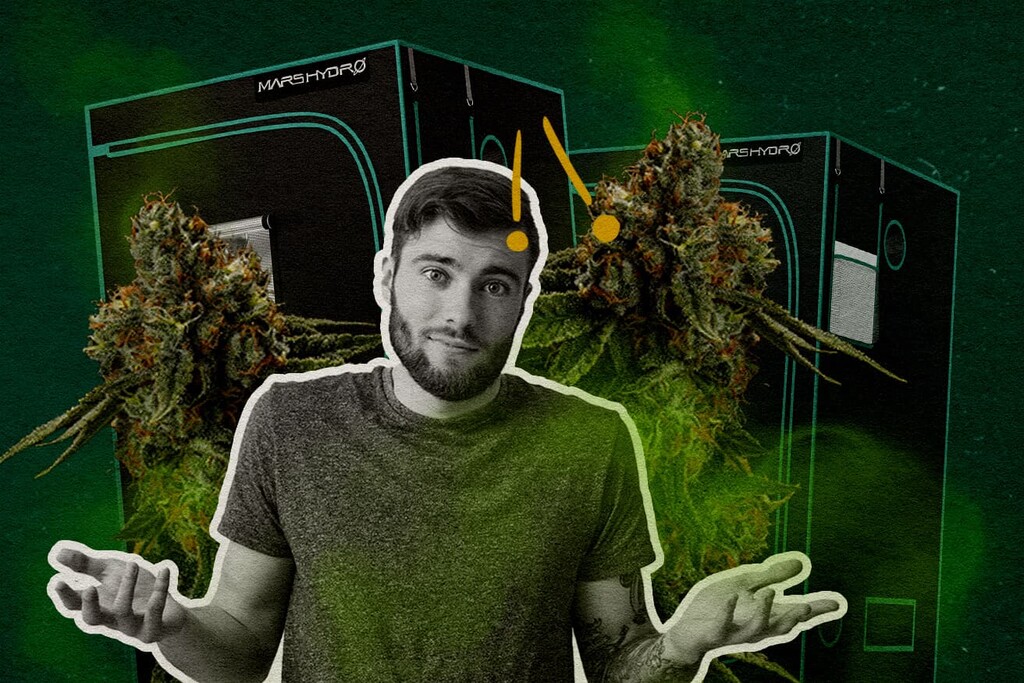 I grow box sono a prova di odore? Tutto quello che c'è da sapere