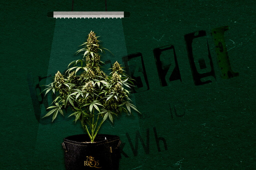 Lampade per coltivare indoor: Come scegliere la potenza giusta per le piante di cannabis