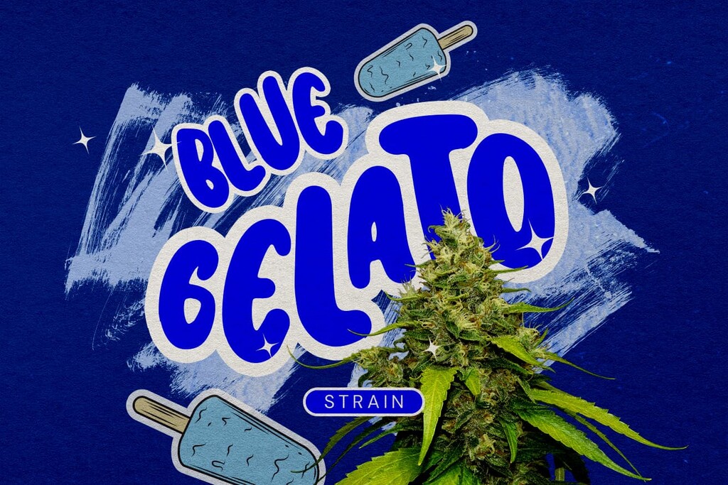 Recensione della varietà Blue Gelato