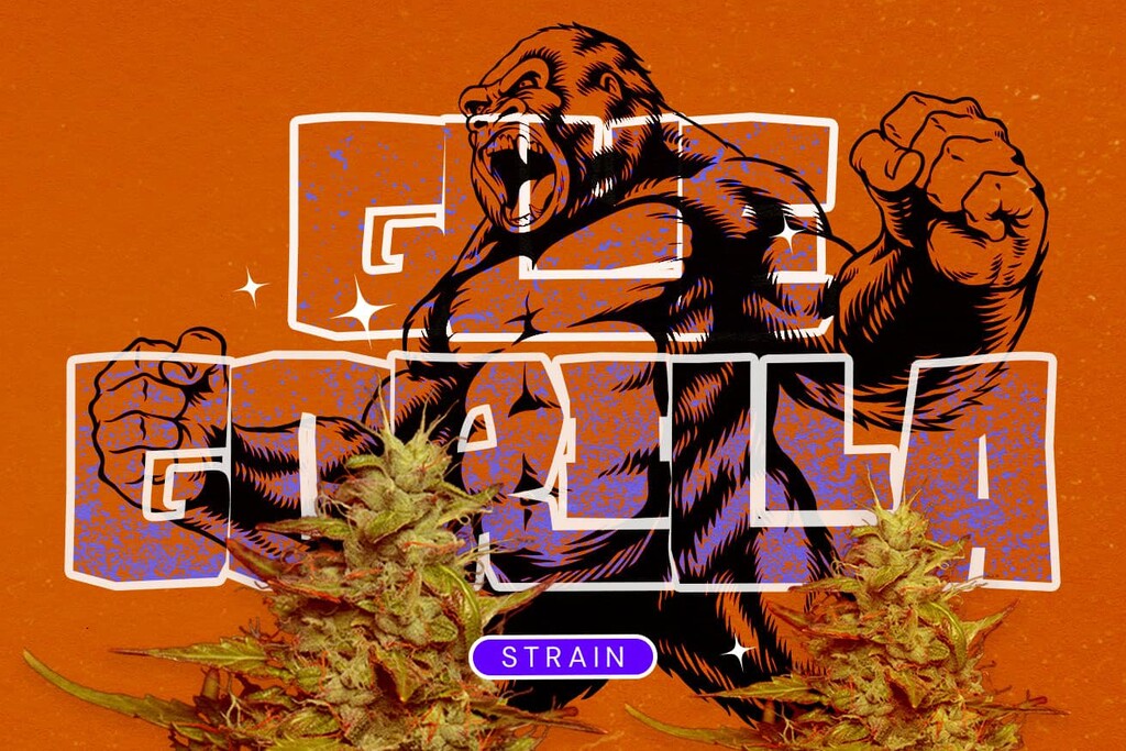 Varietà Royal Gorilla (GG4): Un potente ibrido che merita tutta la sua fama