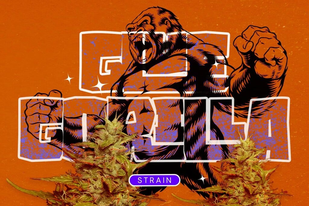 Varietà Royal Gorilla (GG4): Un potente ibrido che merita tutta la sua fama