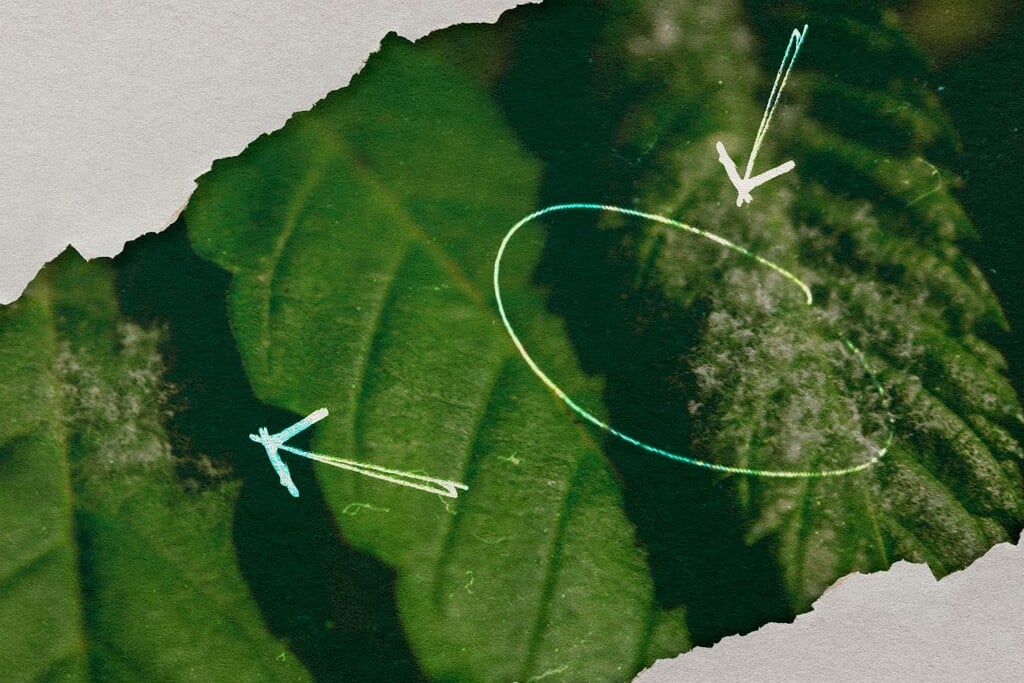 Oidio sulla cannabis: Come individuarlo, prevenirlo e trattarlo