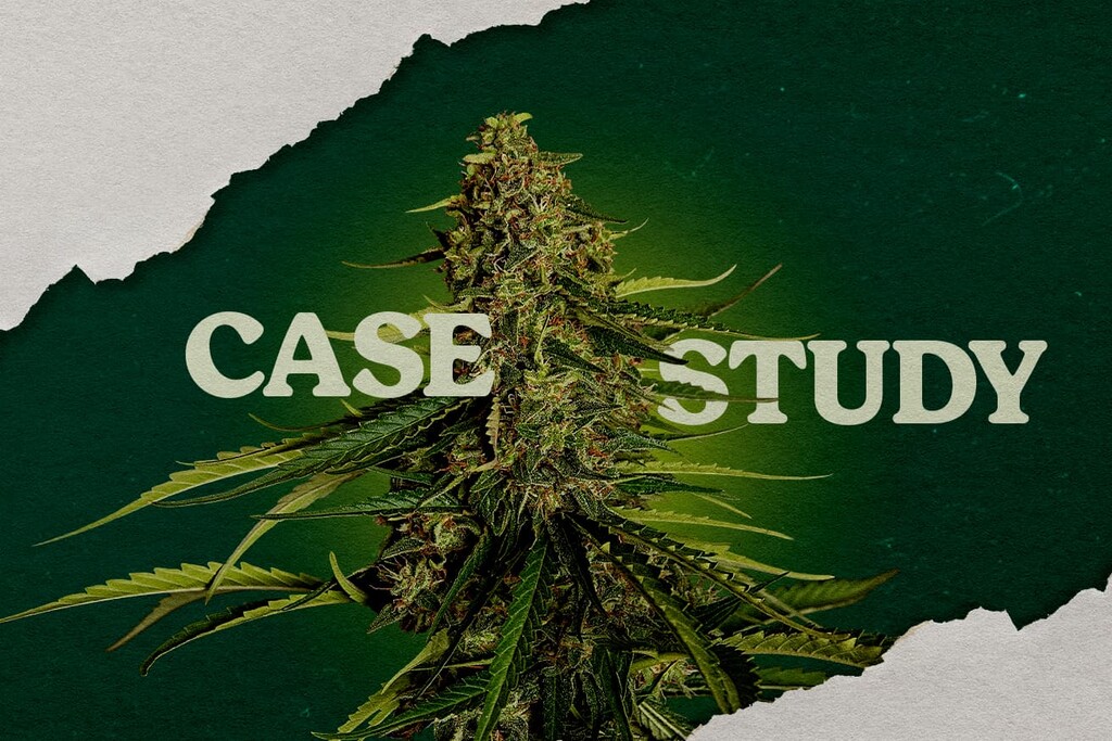 Caso di studio di Gaia F1: test di coltivazione in cocco vs lana di roccia