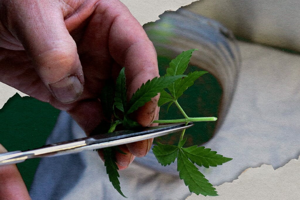 Le migliori varietà di cannabis per la clonazione