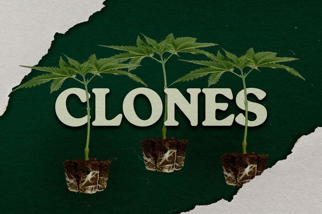 Benefici del coltivare la cannabis da una talea