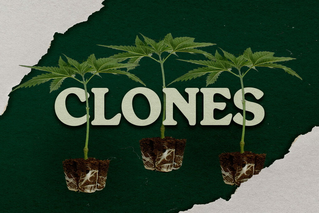 Benefici del coltivare la cannabis da una talea