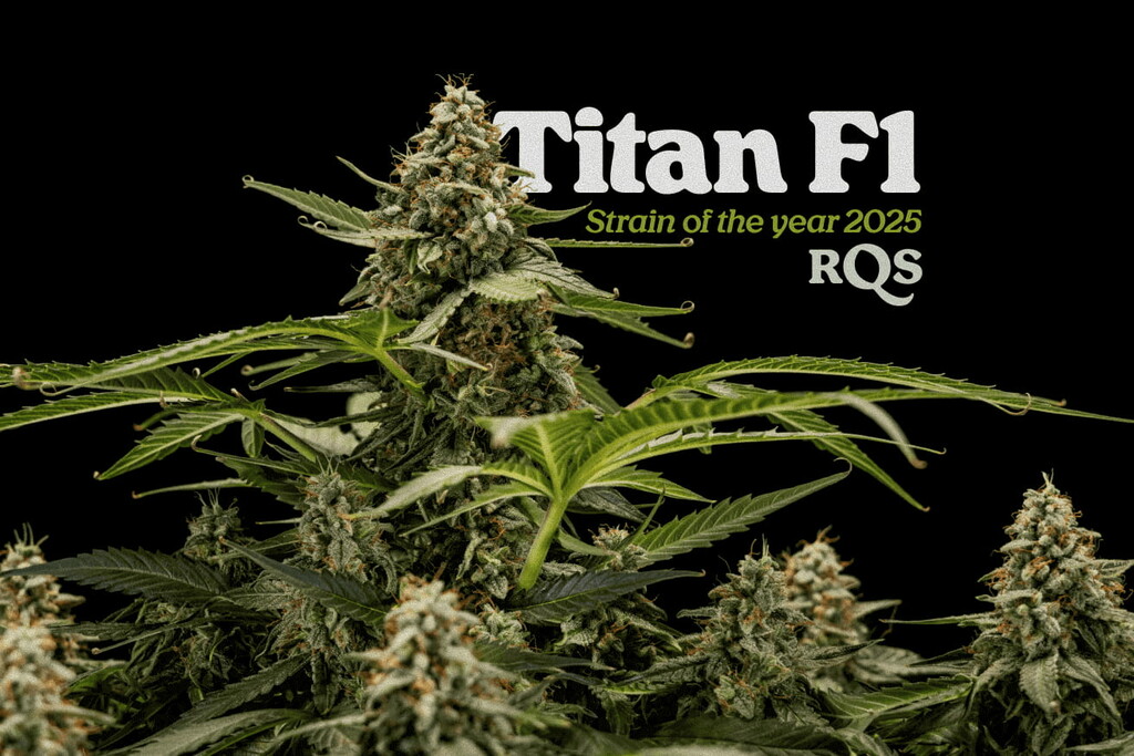 La strain dell’anno 2025: Titan F1