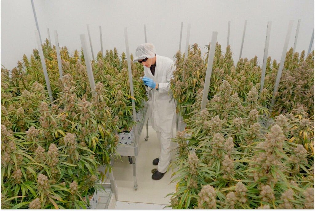 Topping su autofiorenti F1: confronto sperimentale controllato 