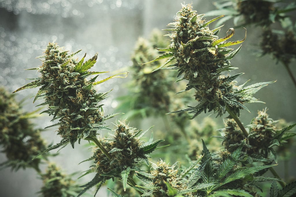 Consigli per Coltivare Cannabis Autofiorente Indoor