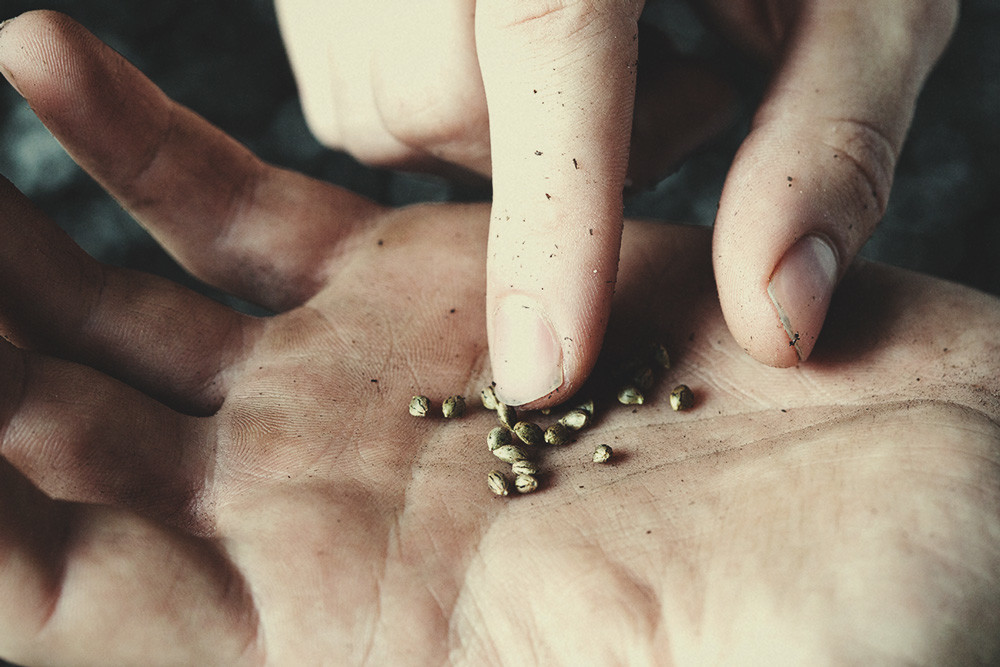 È Sicuro Toccare i Semi di Cannabis con le Mani Nude?