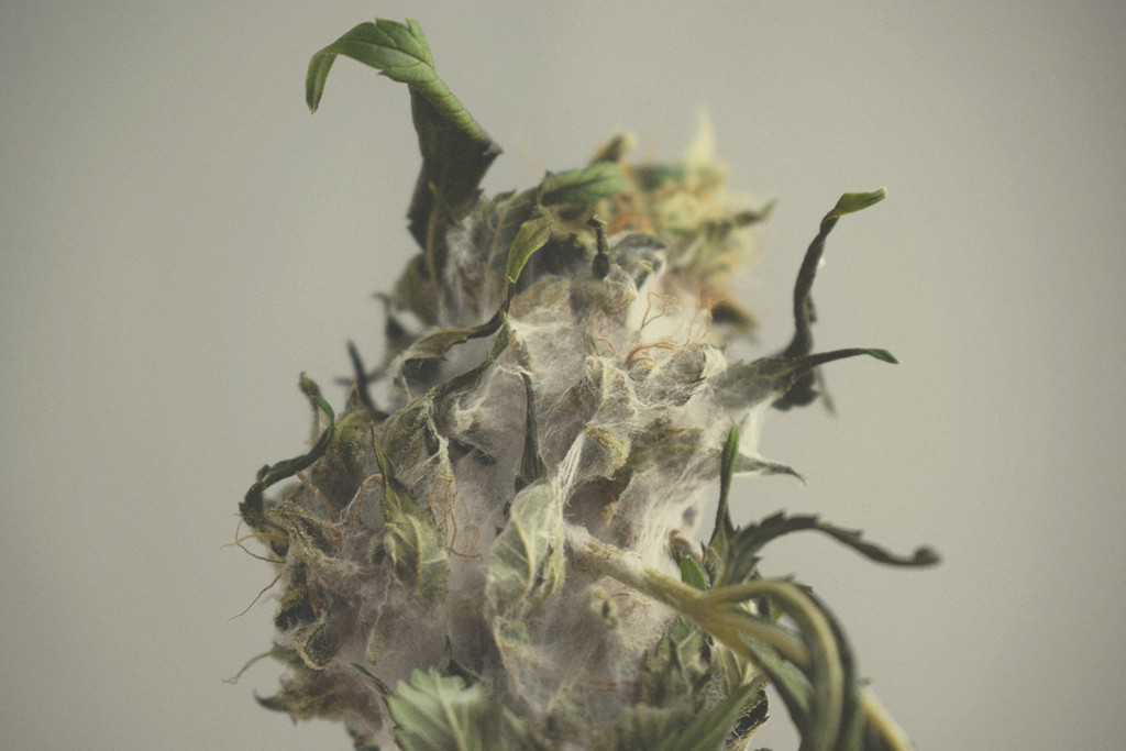 Cannabis e Muffa: Una Guida Generale per la sua Identificazione, Prevenzione e Trattamento