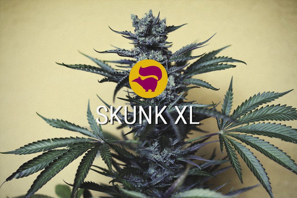 Skunk XL: L'Ibrido Cannabico Fondamentale Vive Ancora