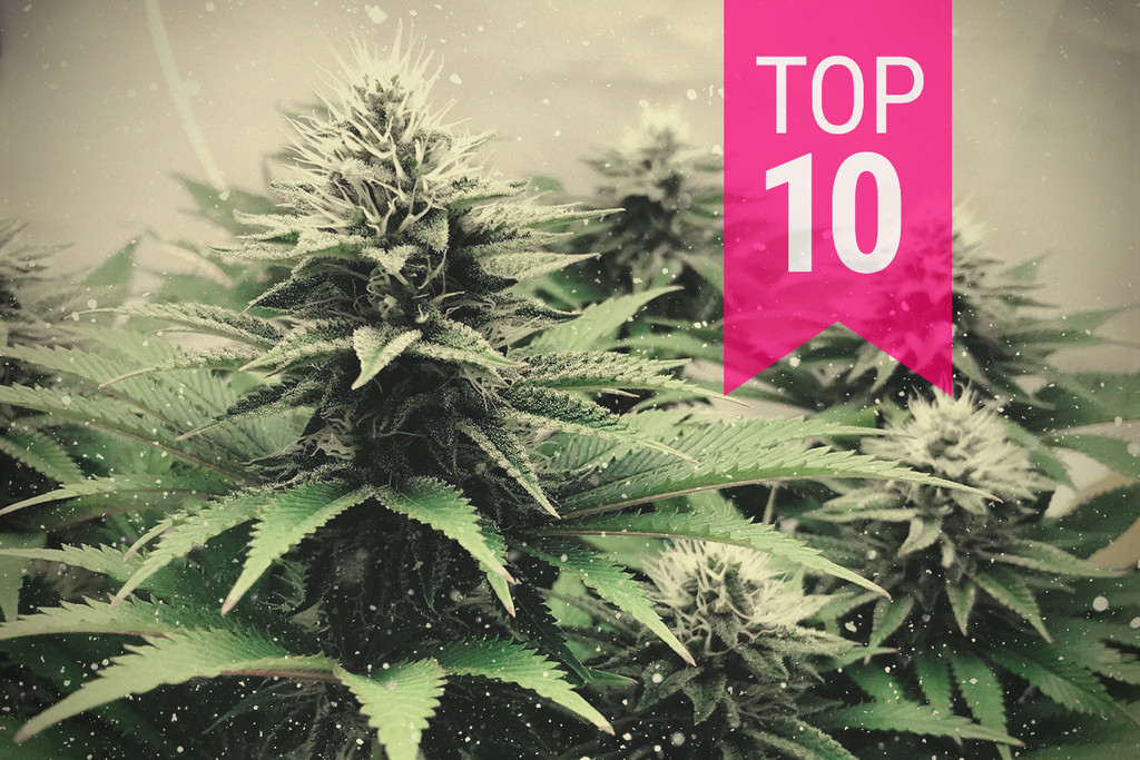 Le 10 migliori varietà di cannabis del 2025 per climi freddi 