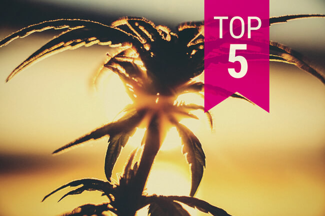 Le 5 Migliori Varietà di Cannabis per Climi Caldi (2020)