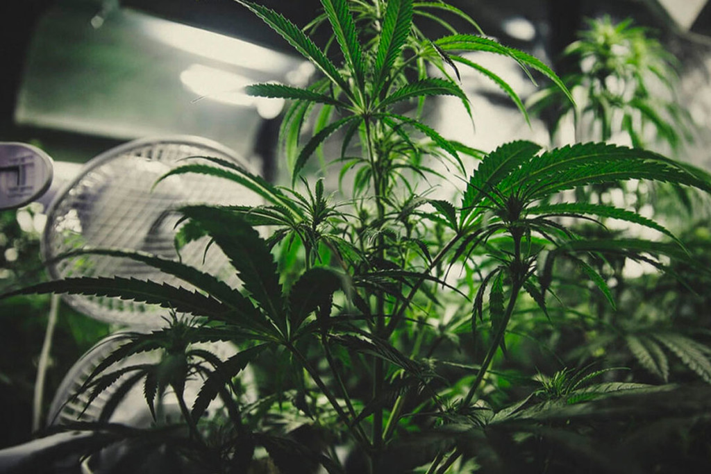 Come Tenere Sotto Controllo l'Odore della Cannabis