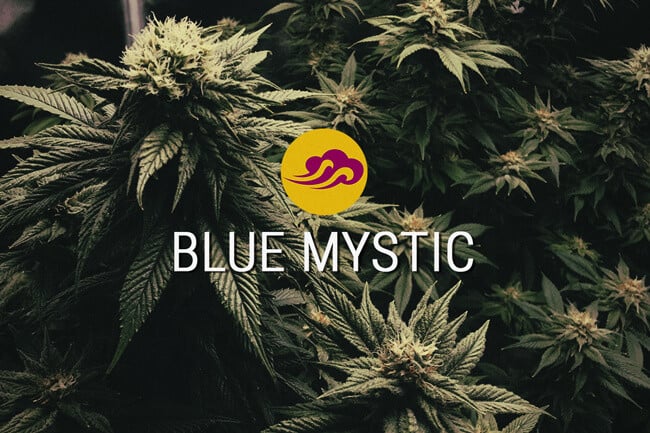 Blue Mystic: Ibridata per Offrire Sapori e Relax