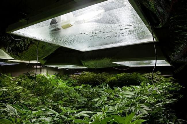 Coltivare Cannabis Indoor: Umidità Relativa e Temperatura